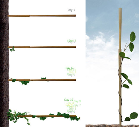 chostick starch capsule seed