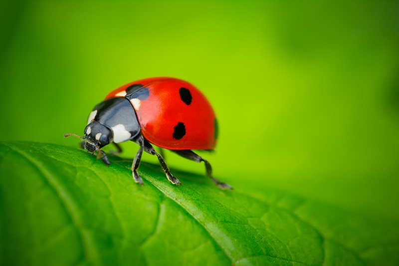 Gorgeous Ladybug Habitats for Your Garden